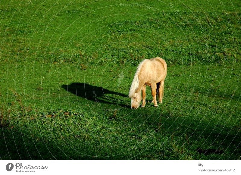 Tryggur der Treue Pferd Island Ponys Einsamkeit Fressen Wiese Weide grün Licht Herbst Schatten sonne angestrahlt