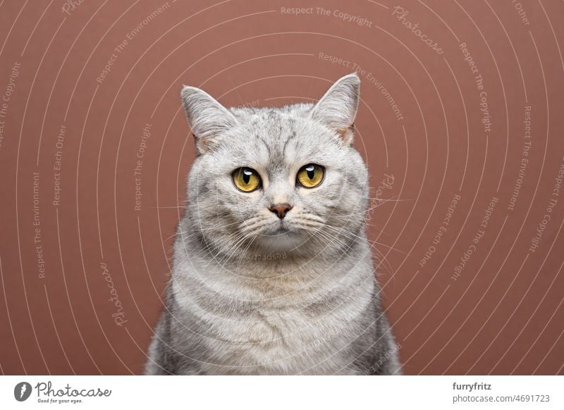 schöne Katze mit gelben Augen Porträt auf braunem Hintergrund mit Kopierraum Rassekatze Haustiere fluffig katzenhaft Fell britische Kurzhaarkatze beige weiß