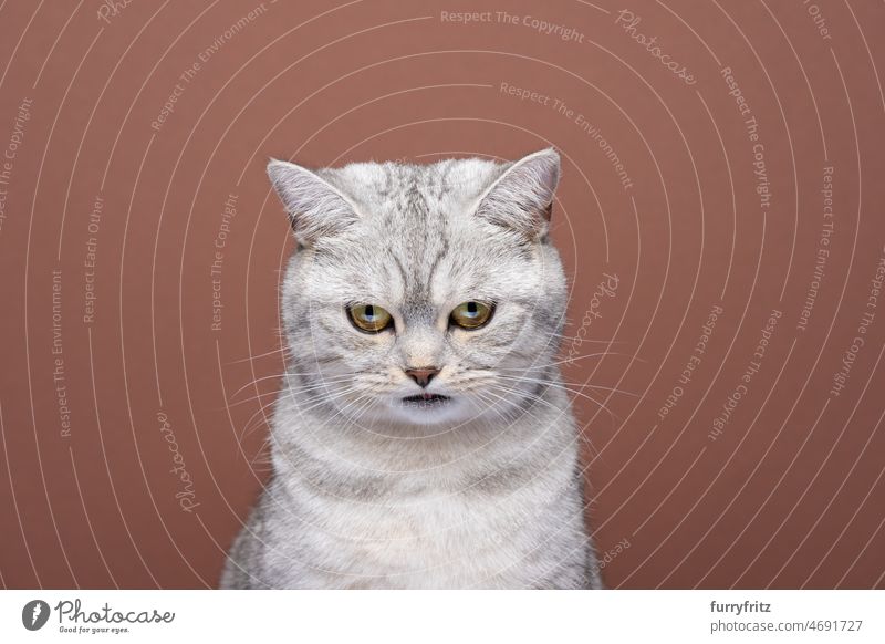 hungrige Britisch-Kurzhaar-Katze mit Blick nach unten Porträt auf braunem Hintergrund Rassekatze Haustiere fluffig katzenhaft Fell britische Kurzhaarkatze beige