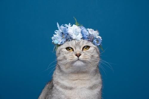 niedliche Katze trägt Blumenkrone mit blauen Blüten auf dem Kopf Portrait Rassekatze Haustiere fluffig katzenhaft Fell britische Kurzhaarkatze beige weiß