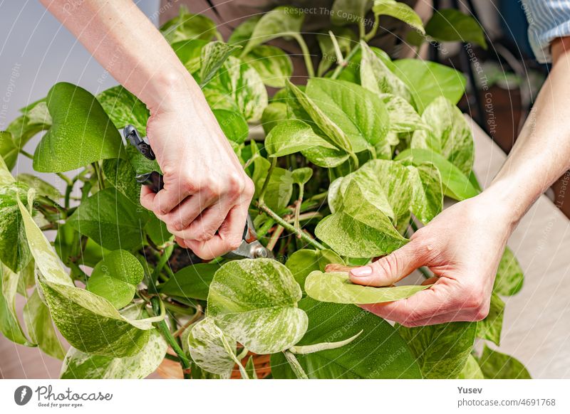 Menschliche Hände kümmern sich um eine Zimmerpflanze. Heimanbau und Gartenarbeit. Anmutige schöne weibliche Hände. Häusliches Leben und Hobbys Konzept. Nahaufnahme