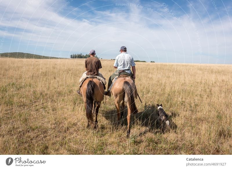 Zwei Reiter und Hund auf dem Weg zurück Natur Außenaufnahme Umwelt Landschaft Tag natürlich Tier Nutztier Pferd Prärie Graslandschaft Personen Sommer Pflanze