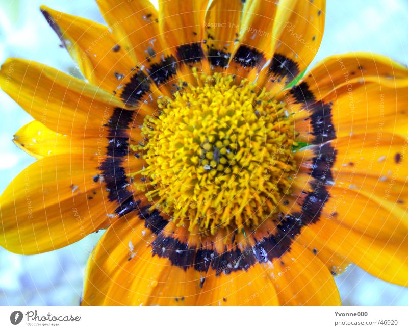 Blume gelb schwarz Sonnenblume Nahaufnahme Außenaufnahme gelbe blume orange Garten Makroaufnahme