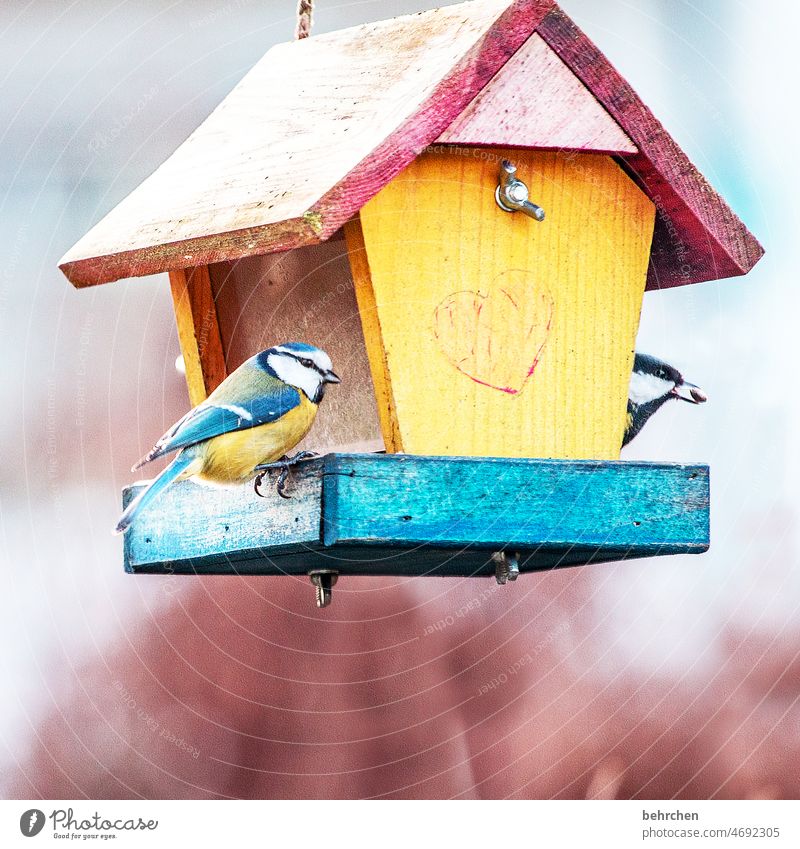 für jeden nen korn Umwelt Vogelhäuschen Vögel Meisen füttern niedlich hübsch Jahreszeiten Winter Herbst Garten Fressen Herz Tierliebe Außenaufnahme Farbfoto