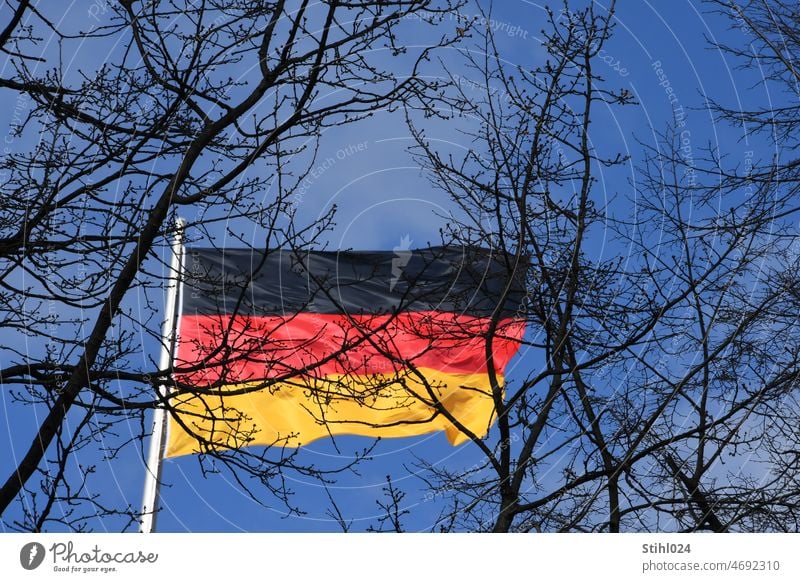 Deutschland steht im Wald FAhne Flagge Deutschlandfahne VAterland Äste Hintergrund schwarz rot gold gestreift flattern wehen Wind Winter Himmel blau