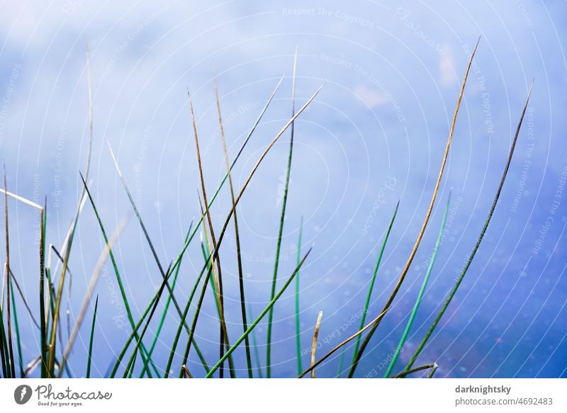 Grüne Binsen Gräser am Rande eines Tümpels oder eines Teichs mit Spiegelung des blauen Himmels See Borsten Gras Wasser Pflanze Umwelt Seeufer Schilfrohr Halm