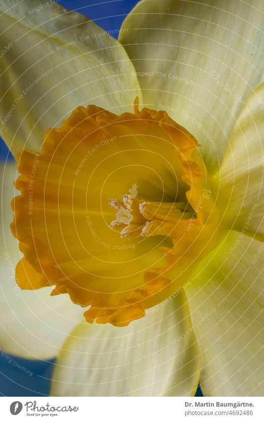 Großkronige Narzisse - Red Devon- Nebenkrone, Close-up Narzissus großkronig Blume Zierblume Sorte Hybride Züchtung Osterglocke Nahaufnahme geringe Tiefenschärfe