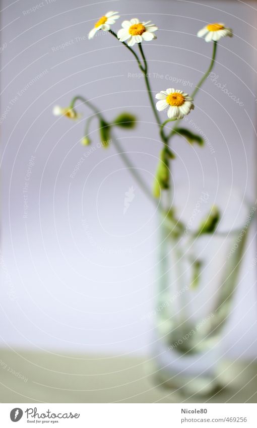 Ein Glas Kamillentee Umwelt Pflanze Sommer Blume nachhaltig Natur zart Kräuter & Gewürze Schwache Tiefenschärfe Farbfoto Innenaufnahme Menschenleer