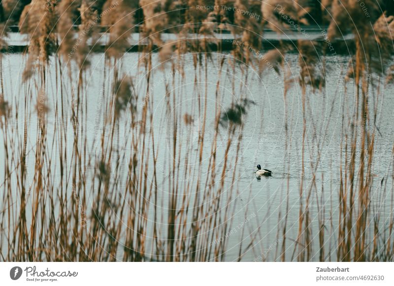 Einsame Ente auf Teich hinter Schilfrohren Gras Vogel schwimmen Wasser einsam alleine