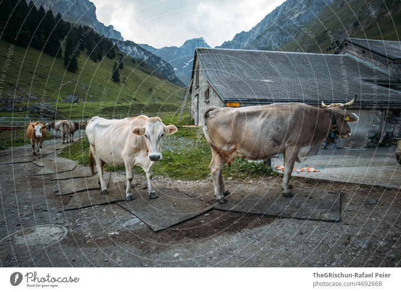 Kühe vor dem Stall Kuh Hörner Schweiz Bauernhof Alpen Tier Nutztier Ohren niedlich Straße tierportrait Blauer Himmel Perspektive von unten Wald Wolken alp stall