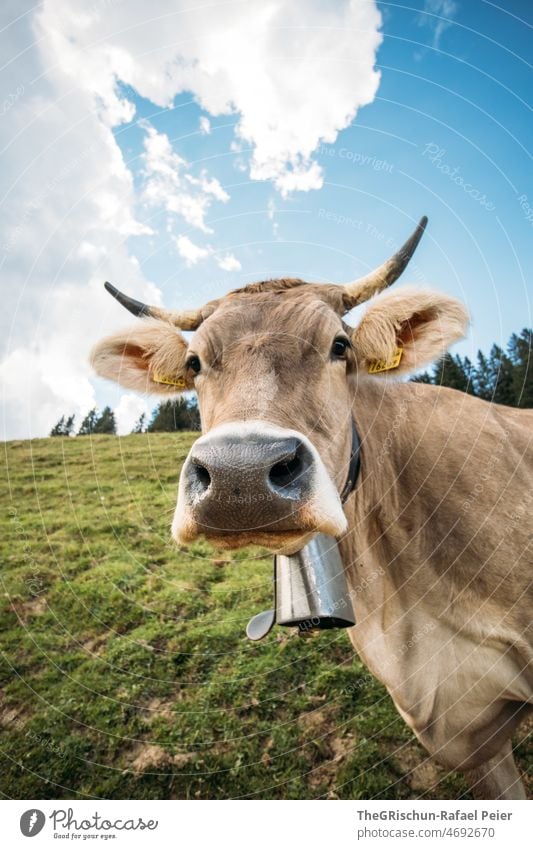 Kuh mit Hörner Schweiz Bauernhof Alpen Tier Nutztier Glocke Ohren niedlich tierportrait Nase Mund Gesicht