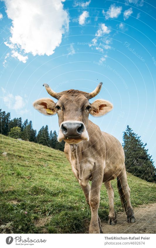 Kuh mit Hörner Schweiz Bauernhof Alpen Tier Nutztier Glocke Ohren niedlich Straße tierportrait Blauer Himmel Perspektive von unten Wald Wolken