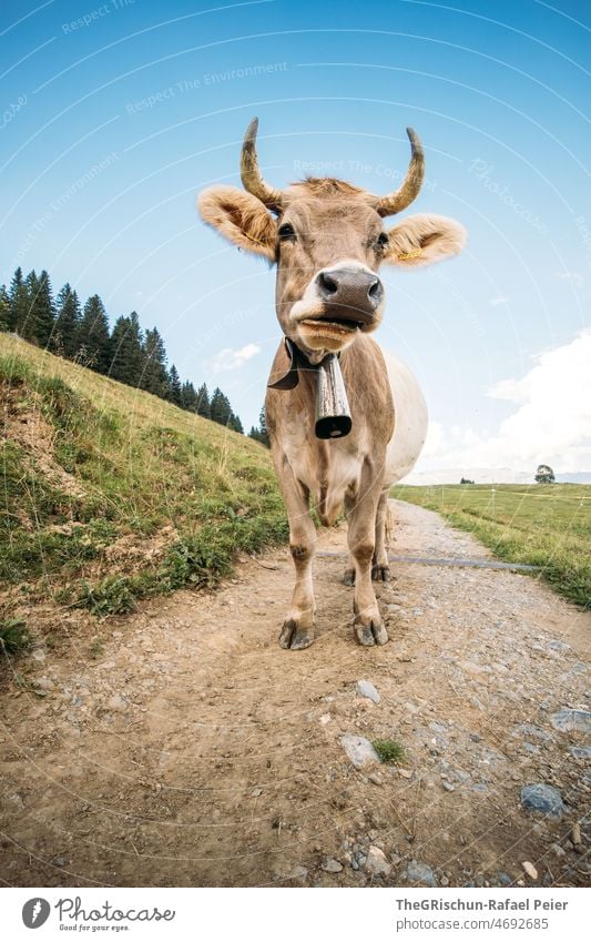 Kuh mit Hörner Schweiz Bauernhof Alpen Tier Nutztier Glocke Ohren niedlich Straße tierportrait Blauer Himmel Perspektive