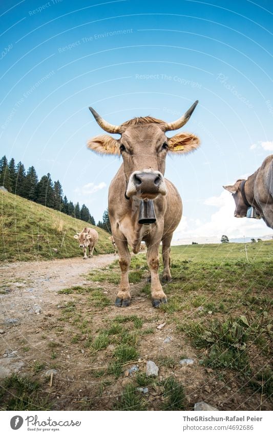Kuh mit Hörner Schweiz Bauernhof Alpen Tier Nutztier Glocke Ohren niedlich Straße tierportrait Blauer Himmel