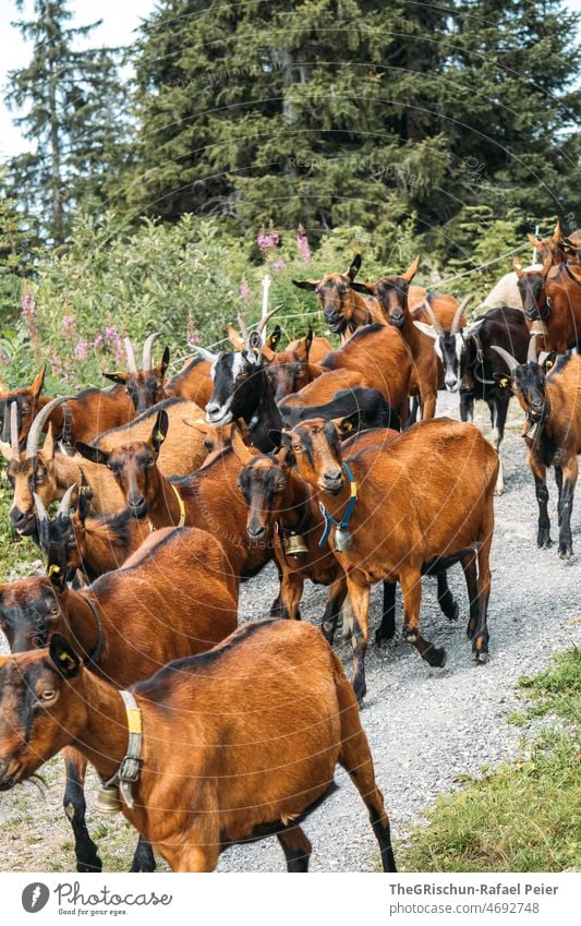 Ziegenherde auf dem Heimweg Herde Glocke Nutztier Außenaufnahme Tier Tiergruppe Natur Weide