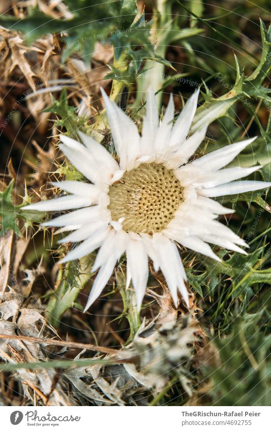 Silberdistel Pflanze Blüte Natur Blume Makroaufnahme Gras weiß
