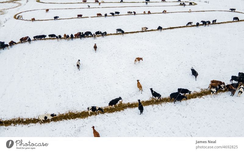 Kühe an der spiralförmigen Futterlinie im Winter Natur Rind Frost Tag Hintergrund Tier Ackerbau füttern Viehbestand Wisconsin Temperatur Gruppierung Umwelt Eis