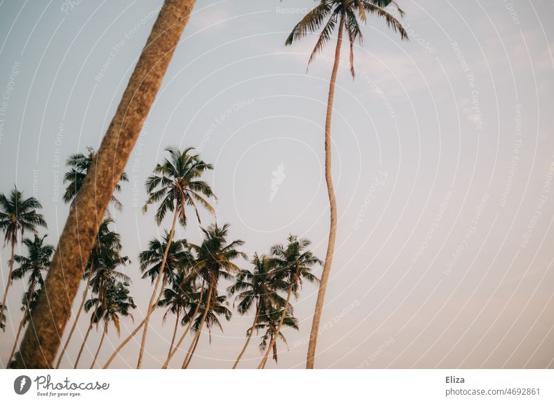 Palmen vor Abendhimmel abendhimmel Natur Urlaub Tropen Himmel abends Dämmerung exotisch tropisch blassblau