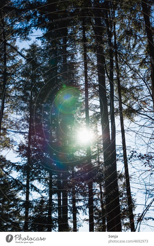 Lichtreflexe im Wald Baum Natur Tageslicht Unschärfe natürliche Farbe Lichtstimmung Lichteinfall Stimmungsbild atmosphärisch Licht & Schatten Lichtschein