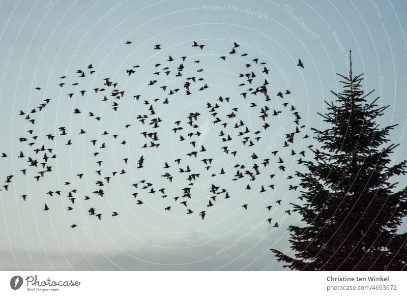 Tierliebe | Ein Schwarm Stare in der Dämmerung auf dem Flug zu den Schlafplätzen Vögel Vogelschwarm fliegen Himmel Natur viele Wildtier Wildvogel Singvogel
