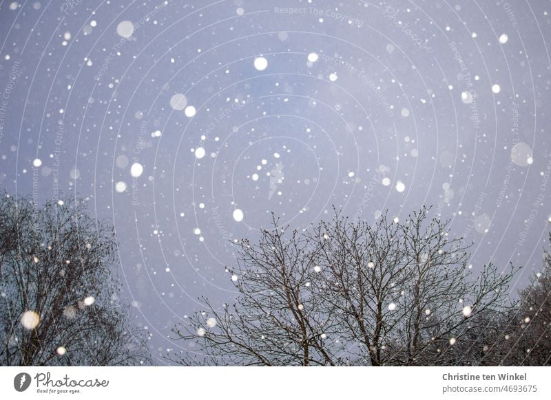 Schneeflocken tanzen mit den Bäumen in der Morgendämmerung blaue Stunde Dämmerung kalt Frühling Winter Schneefall Hintergrundbild Winterstimmung Schneegestöber