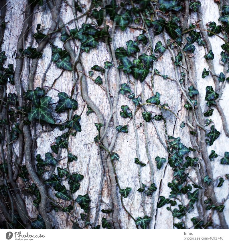 Kletterbaum efeu Baumstamm kletterpflanze Baumrinde blätter koexistenz natur ranken klettern alt wachsen ökologie