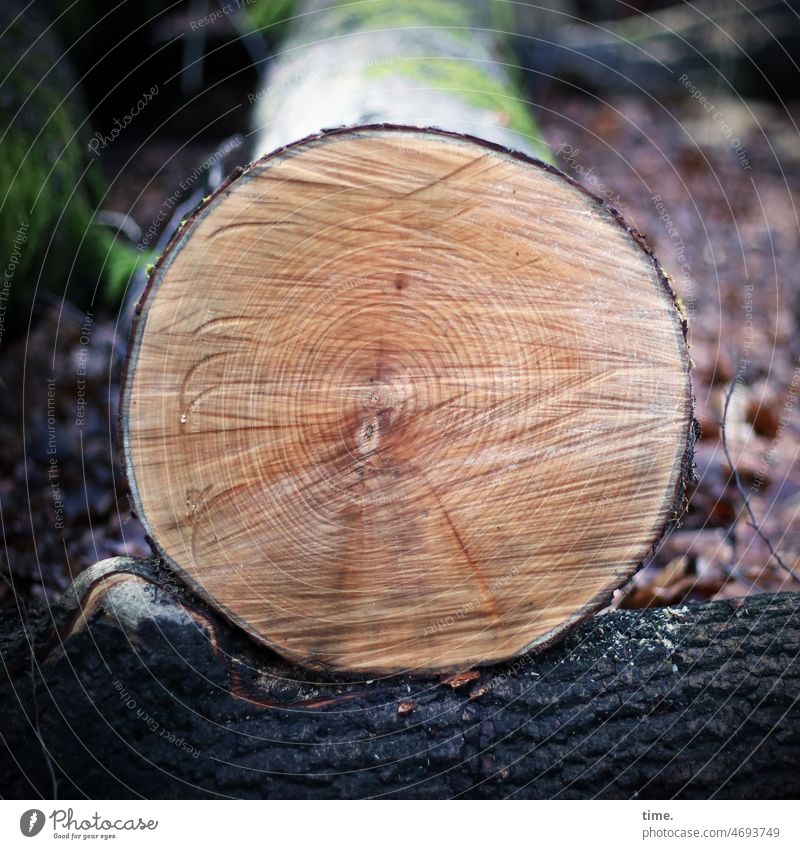 Schnittstelle | Lebenslinien .154 baumstamm Holz schnittholz jahresringe maserung rinde sägespur wald liegen muster struktur