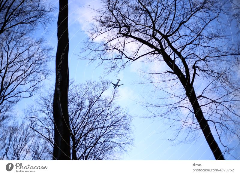 Fluchzeug über NSG baum flugzeug luftverkehr abendhimmel unterwegs äste winter wolken fliegen reisen krach laut