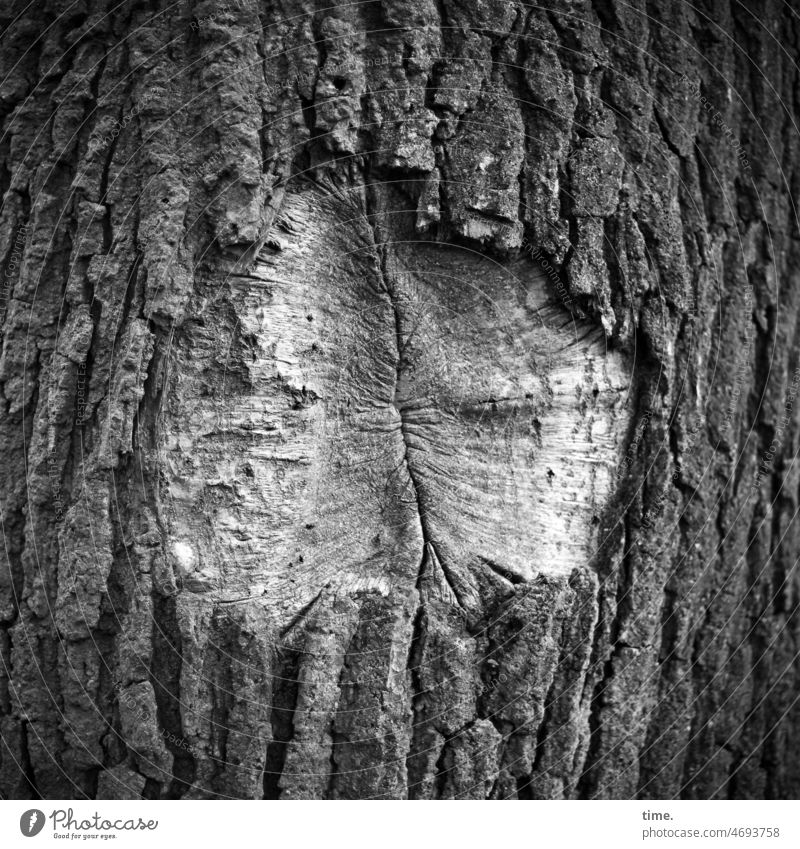 grau in grau | Wundverschluss Baum Rinde Eiche Wunde Lücke Verletzung verwundet verletzt Baumstamm alt Trauma