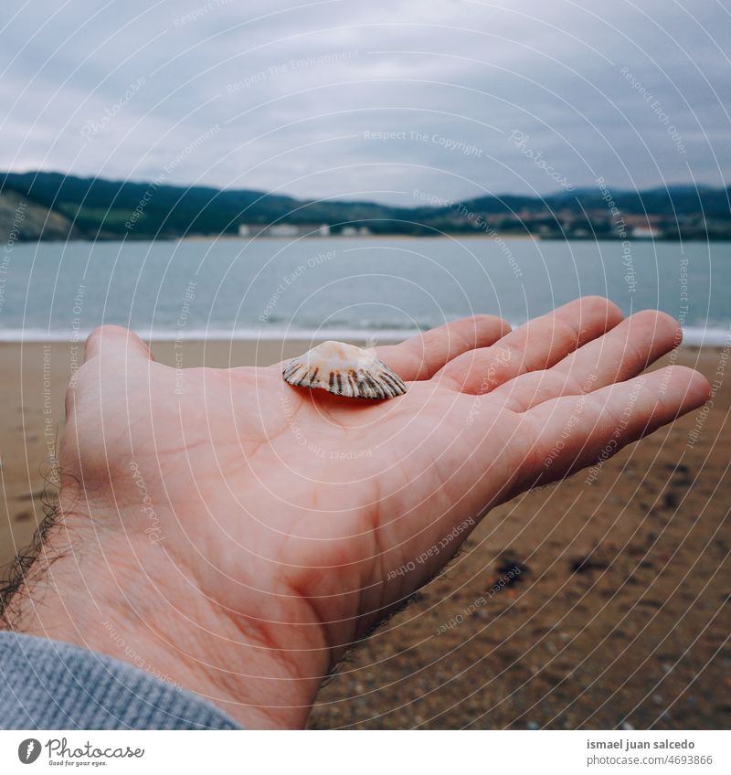 Hand mit einer Muschel am Strand Arme Finger Panzer Schalenweichtier Muschelform Muschelsand im Freien Farbfoto Meer Sand Küste Menschenleer