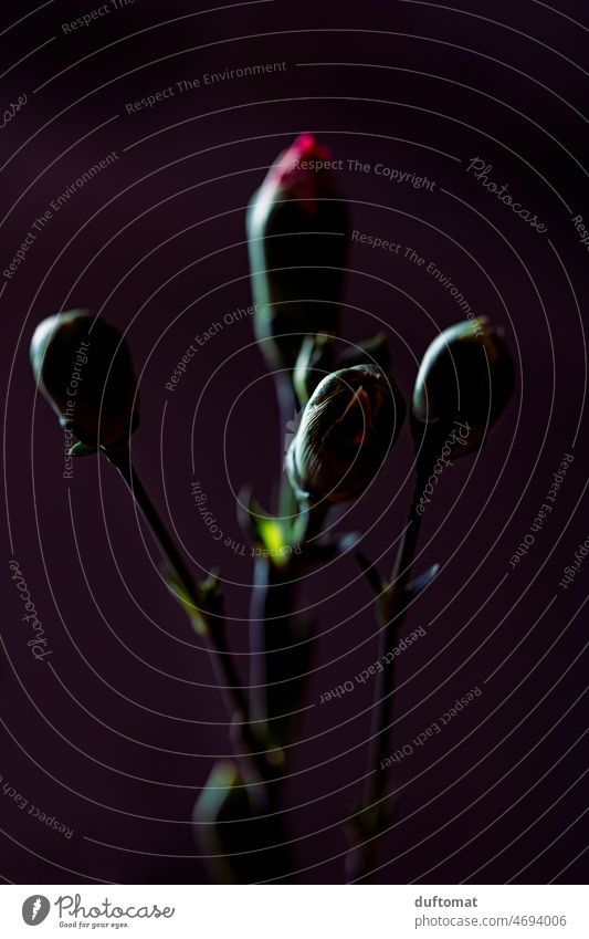 Makro Aufnahme einer Nelke vor grünem Hintergrund Blume Freisteller Blüte Pflanze Natur Nahaufnahme Farbfoto Hintergrund neutral Makroaufnahme Menschenleer