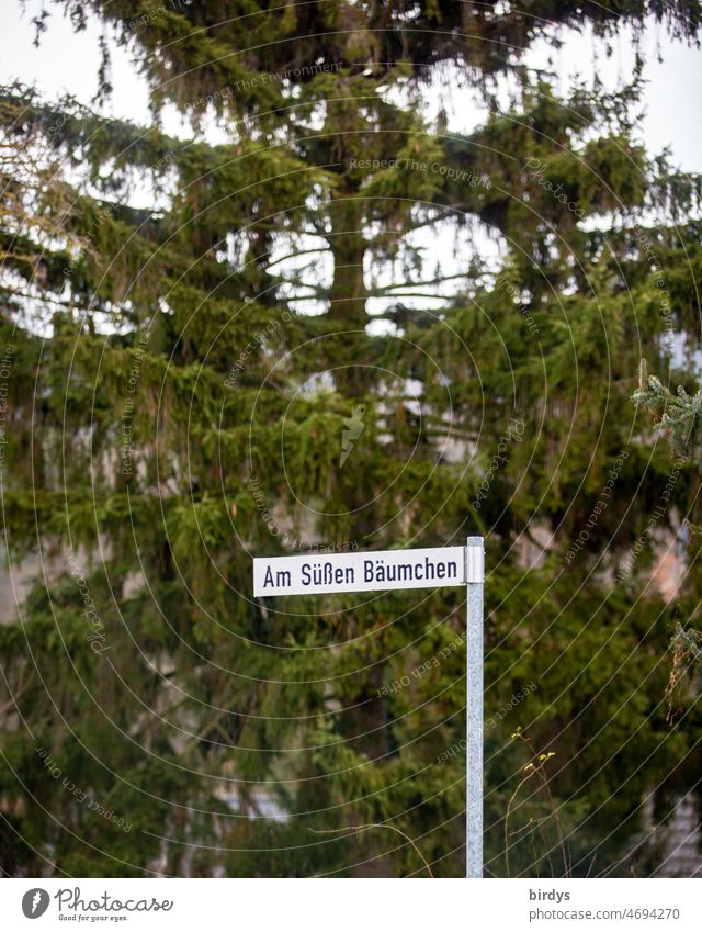 "Am süßen Bäumchen", nettes Straßennamenschild vor einer großen Tanne. Straßenname lustig Fichte Straßenschild außergewöhnlich niedlich Schilder & Markierungen
