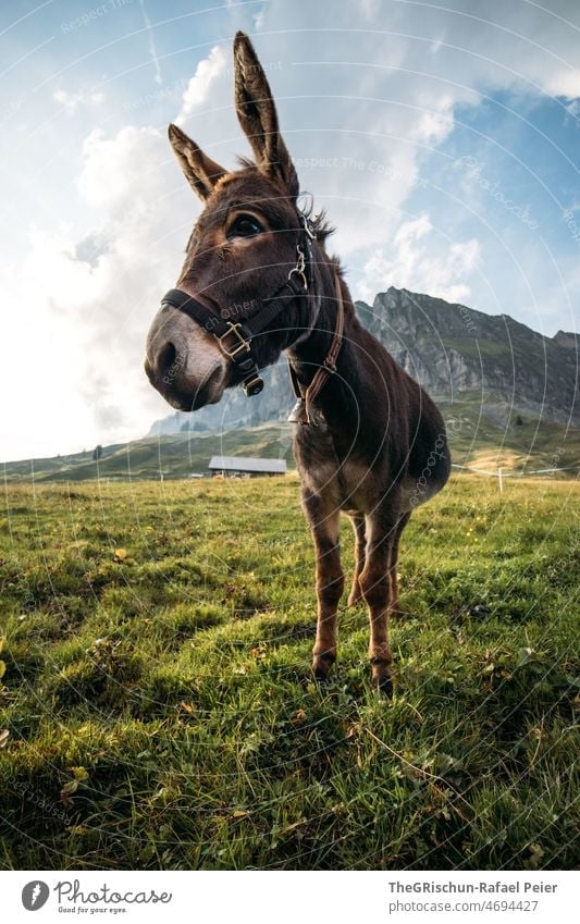 Esel auf einer Weide vor einem Berg Berge u. Gebirge Wiese niedlich Tier Gras Außenaufnahme Alpen Nutztier Sommer grün Ohren