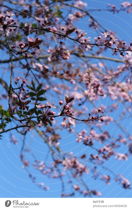 rosa Blüten der Blutpflaume zum meteorologischen Frühlingsanfang Garten Gehölz Baum Kirschpflaume Prunus cerasifera Ziergehölz Frühblüher Nektarangebot