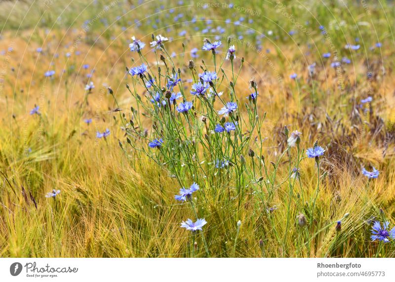 Blaue Kornblumen wiegen sich sanft im Wind kornblumen blau centaurea cyanus getreide feld getreidefeld kornfeld körner früchte frucht gras gräser natur sommer