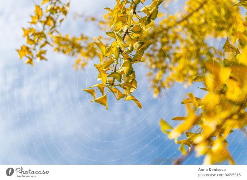 Gelber Ginkgo biloba-Baum Blatt Herbst fallen gelb Natur grün Medizin Laubwerk botanisch im Freien Ast Zweig hell Saison Kraut Botanik Himmel saisonbedingt