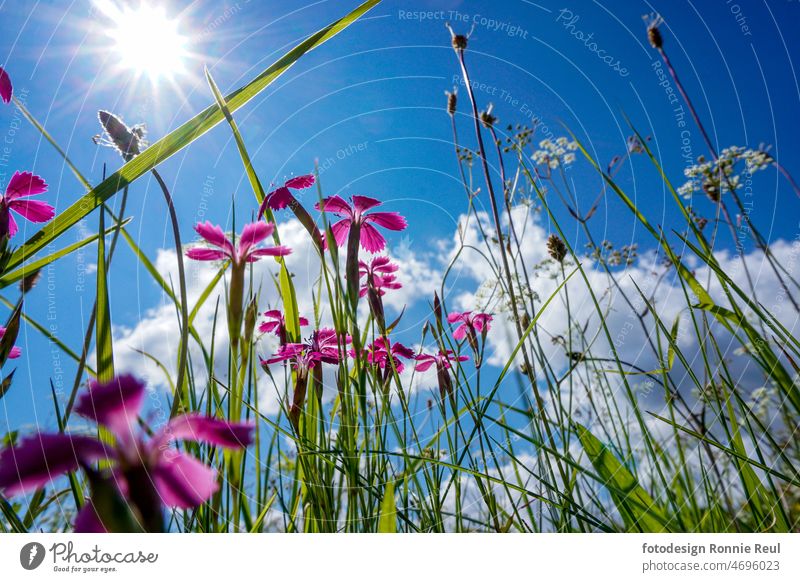 Blumenwiese mit pinkfarbenen Sommerblumen vor blauem Himmel aus der Froschperspektive. Wiese Naturerlebnis Gras Grün Pink Blau Wolken Sonne Sonnenstern Frühling