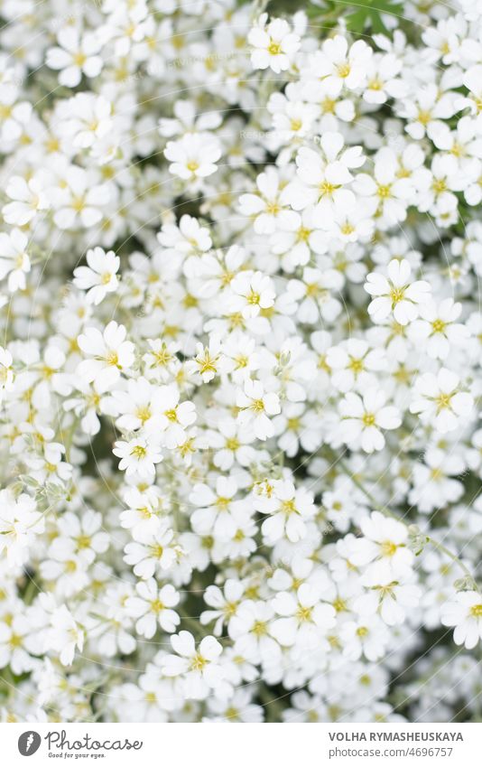Blumendruck oder Hintergrund von weißen Jaskolka-Blumen im Sommer im Garten. Schnelle Blüte der Bodendeckerblumen Pflanze im Freien hell geblümt Blütezeit grün