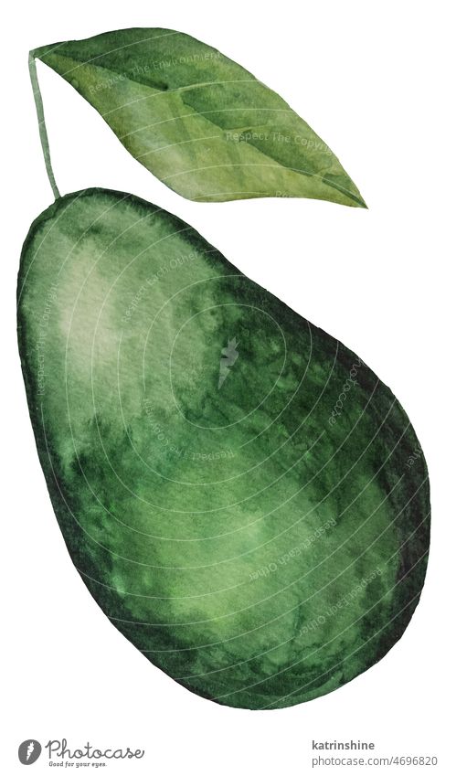 Ganze geen saftige Avocado. Aquarell tropische Früchte Illustration botanisch geschnitten Dekoration & Verzierung Element exotisch handgezeichnet Gesundheit