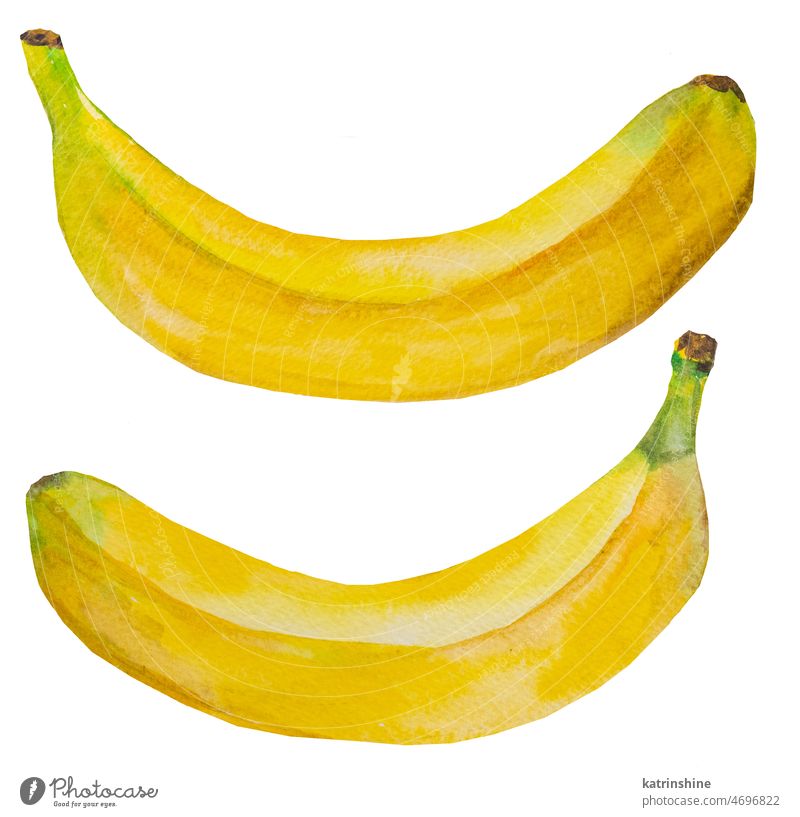 Aquarell gelbe reife Bananen. Ganze tropische Früchte Illustration botanisch Dekoration & Verzierung Element exotisch handgezeichnet Gesundheit Bestandteil