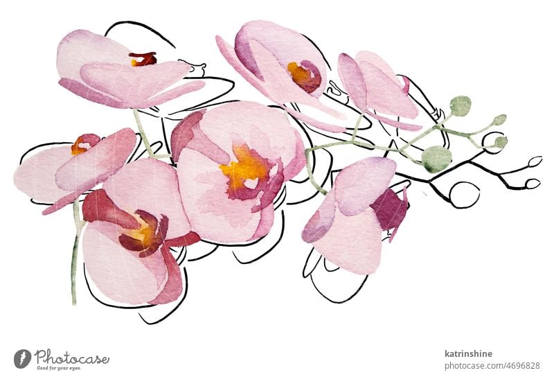 Hand gemalt und schwarz Umrisse tropische Orchidee Blumen isoliert Element Illustration botanisch Dekoration & Verzierung exotisch handgezeichnet vereinzelt