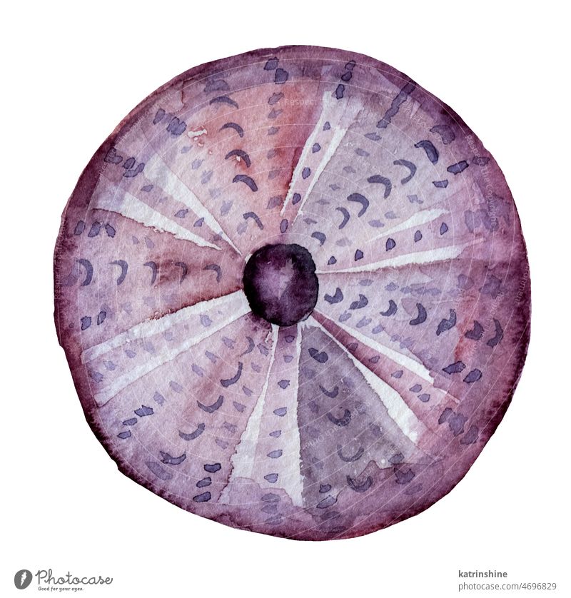 Hand gezeichnet Aquarell lila Seeigel Shell Illustration Dekoration & Verzierung Zeichnung Element exotisch handgezeichnet Feiertag vereinzelt Natur Kulisse