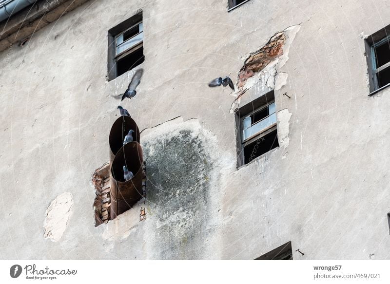 Stadttauben in ihrem Loft Tauben Industriegebäude Menschenleer Außenaufnahme Gebäude Fenster Wand Silos Fassade Tag Farbfoto alt Altstadt Altbau Vergangenheit