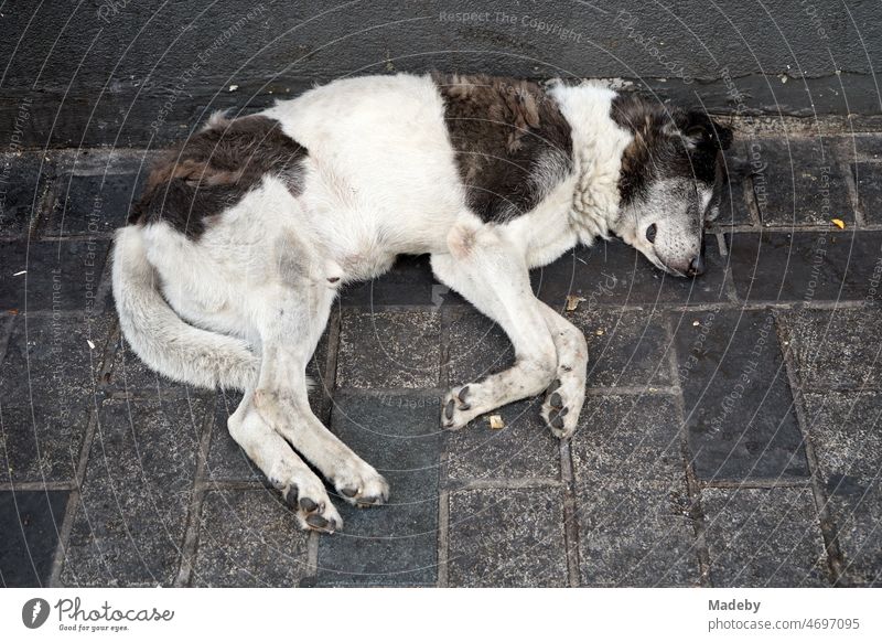 Schlafender Straßenhund am Straßenrand im Sommer in der Istiklal Caddesi in der Altstadt von Taksim im Stadtteil Beyoglu in Istanbul am Bosporus in der Türkei