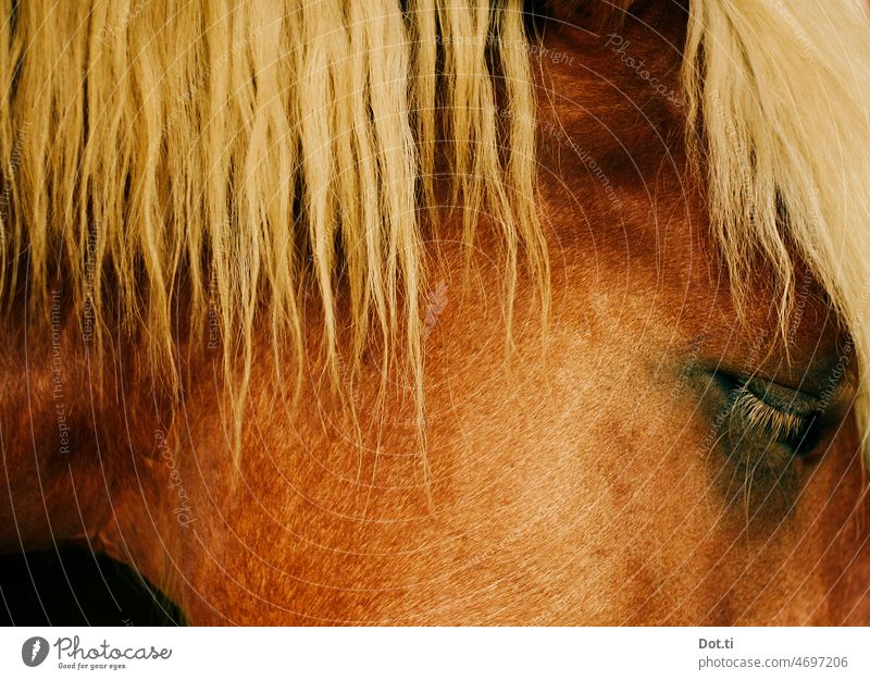 blonde Pferdemähne Mähne Auge Tier Tierporträt Fell braun müde ausschnitt Nahaufnahme Farbfoto Außenaufnahme Menschenleer Pferdekopf Tiergesicht Detailaufnahme