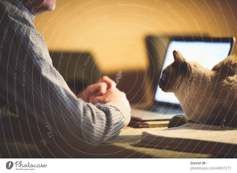 typisch Katze - Nähe suchen - auf dem Tisch neben dem Laptop Mensch liegen Geborgenheit vertrauen Haustier laptop Zuneigung Mann arbeiten Zufriedenheit