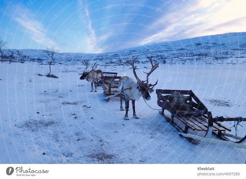 Norwegenliebe - Rudolph und Blitzen warten auf ihren Einsatz - Rentiere mit angespannten Schlitten Sami's Volk Kultur Rentierschlitten Schnee
