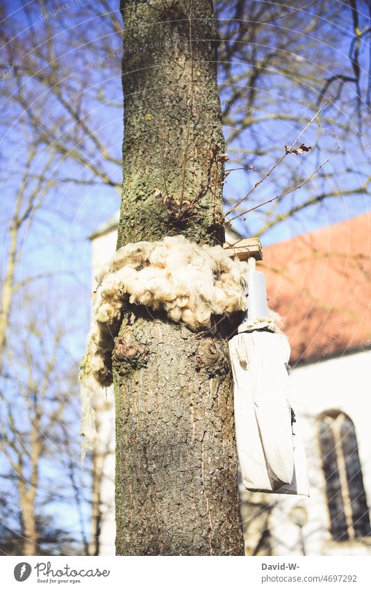 Wollbänder / Wollringe zur Bekämpfung von Eichenprozessionsspinnern an einer Eiche bekämpfung Parasit Raupen Falle Schädlinge Insekt Baum Schafwolle Hindernis
