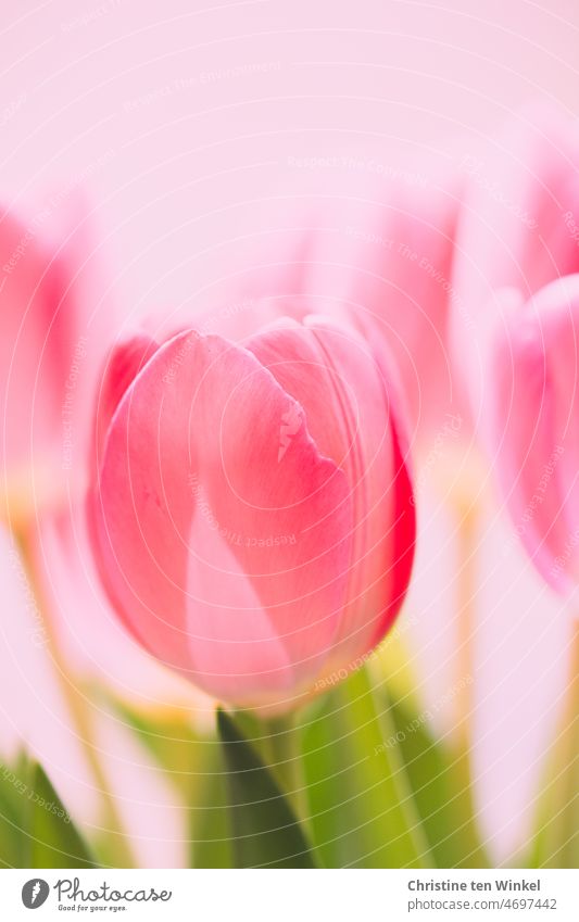 Rosa Tulpen Tulpenblüte Blume Frühlingsblume Zwiebelblume Pflanze Natur Frühlingsgefühle Frühlingsfarbe pink Nahaufnahme schön Schwache Tiefenschärfe