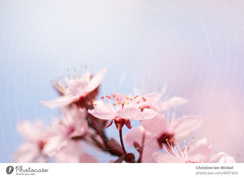 Hübsche rosa Blüten der Blutpflaume / Prunus cerasifera Frühling Zweig Frühlingsgefühle Leichtigkeit Fröhlichkeit Glück Gefühle Baum natürlich schön ästhetisch